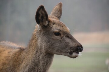 Side view of a majestic roe deer standing in a meadow surrounded by lush greenery