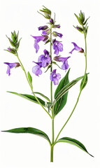 Fototapeta na wymiar Blooming sage plant isolated on white background