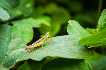 Macro photography of Japanese grasshopper or rice grasshopper (Oxya japonica) perched on plants leaf. Empty blank copy text space.