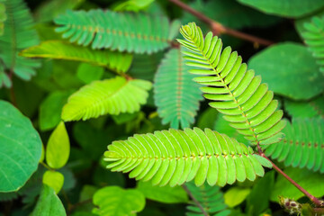 Mimosa pudica also called sensitive plant, sleepy plant, action plant, touch-me-not or shameplant....