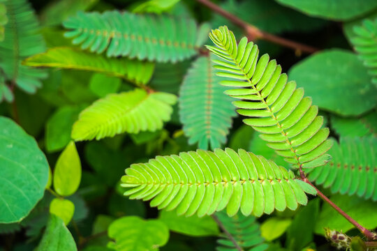 Mimosa pudica also called sensitive plant, sleepy plant, action plant, touch-me-not or shameplant. This plants leaves can fold inward and droop. Concept for biology