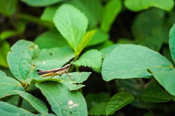Macro photography of Short-winged green grasshopper (Dichromorpha viridis) perched on plants leaf. Empty blank copy text space.