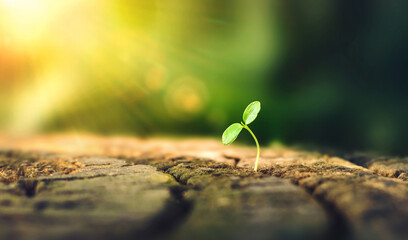 New Life concept with seedling growing sprout (tree). business development symbolic. A strong seedling growing in the stumps. Concept of building a future focus on new life. hope, freedom, life. - obrazy, fototapety, plakaty