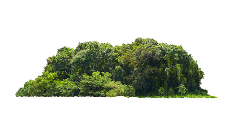 group green tree isolate on white background. Cutout tree line. Row of green trees and shrubs in...