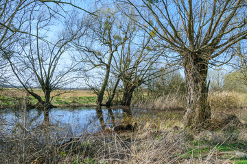 Stare rozłożyste drzewa wierzby bez liści na brzegu rzeki, krajobraz z wodą
