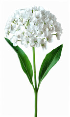 Elegant white candytuft iberis flowers on white background