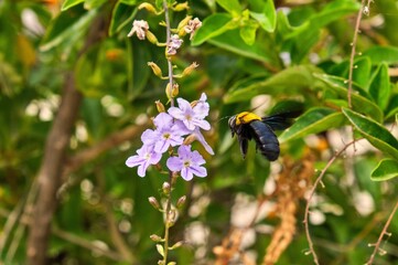 Macro shot of a carpenter bee hovering near duranta erecta flowers