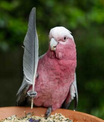 Pink and gray cockatoo (Eolophus roseicapilla) next to a feather perched on the fence