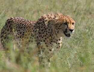 Majestic cheetah striding through a vibrant, verdant landscape