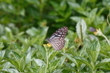 Closeup shot of a butterfly perched atop a blade of grass with its wings and legs visible.