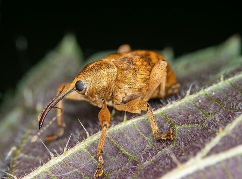 Snout beetle perching on leaf