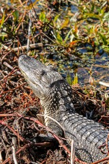 Vertical shot of an American alligator in a pond in a forest