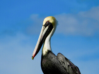 A Florida Pelican