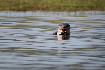 Smooth-coated Otter - Lutrogale perspicillata, fresh water otter from South and Southeast Asian lakes and marshes, Nagarahole Tiger Reserve, India.