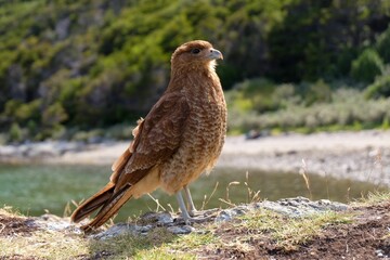 Gray harrier perches on the shoreline of a tranquil lake, surveying the area with its sharp eyes