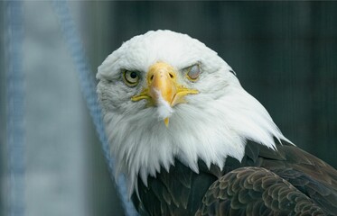 Closeup shot of a bald eagle with one eye open looking at the camera