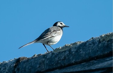 Low angle shot of a wagtail bird perched on a roof