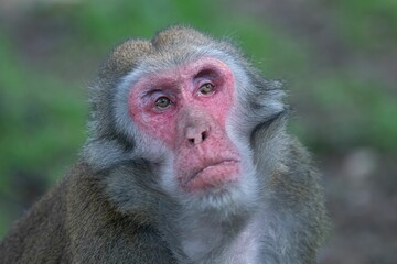 Closeup shot of a curious red macaque monkey looking to the side