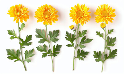 Vibrant Set of yellow chrysanthemums isolated on white backdrop