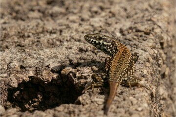 Closeup shot of a spotted brown lizard on a rocky surface