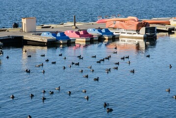 a group of ducks and boats in Lake Miramar in San Diego, California