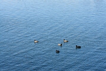 a small group of ducks swimming in Lake Miramar in San Diego, California