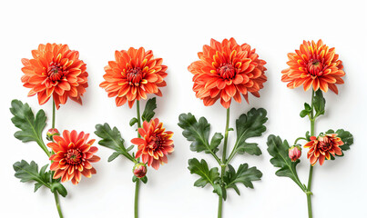 Vibrant orange chrysanthemums on white background - obrazy, fototapety, plakaty