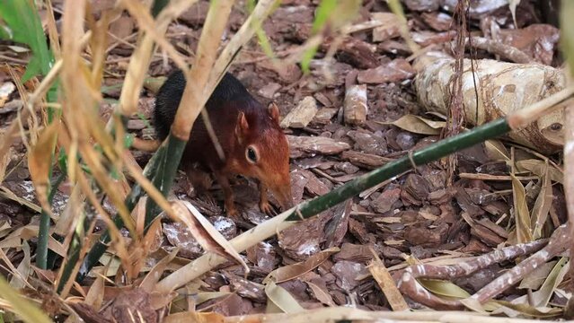 Close-up shot of a Black and rufous elephant shrew in the wild nature