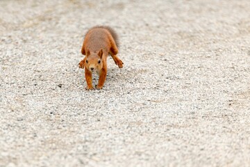 Small, furry squirrel walking across a concrete surface.