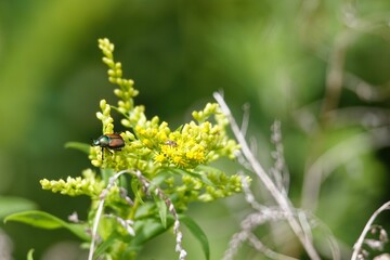 Small beetle perched atop a lush green plant in a field