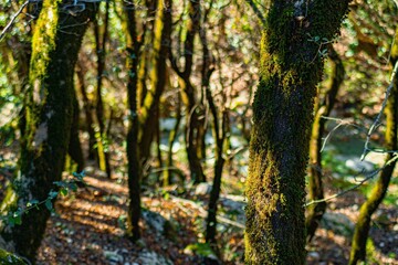 Obraz premium And lush Tzoumerka Forest located in Greece, featuring trees covered in a mysterious mold
