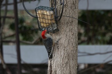 Great spotted woodpecker feeding from a bird feeder