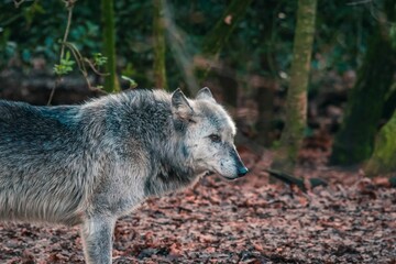 Fototapeta premium an image of a wolf in the woods of a forest
