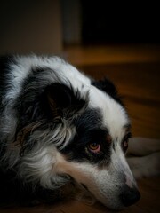 Black and white border collie lounges comfortably on a hardwood floor, relaxed and content