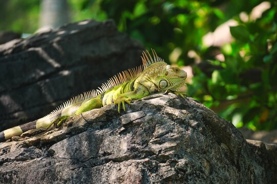 a close up of an iguan laying on a rock