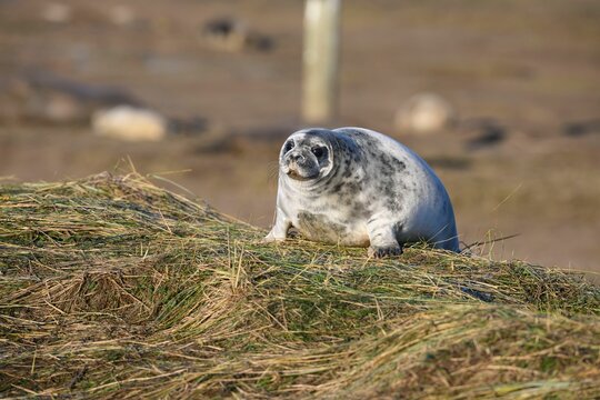 Cute little seal pup on a field with cut dry grass