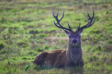 Naklejka na ściany i meble Majestic stag stands in a lush, green meadow, proudly displaying its large, stately antlers