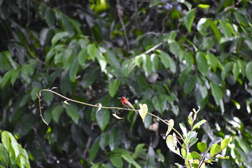 red bird on twig in front of tree with green leaves