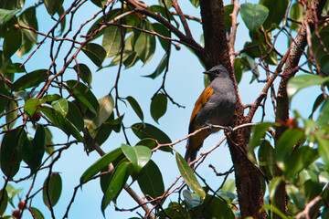 a small gray bird perched on top of a tree branch