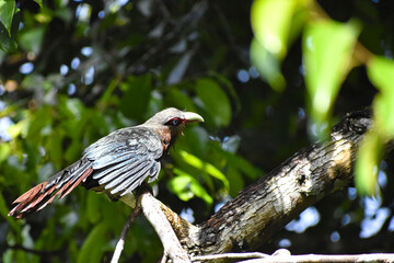 Vibrant image features a Green-billed malkoha bird, showcasing its unique colors