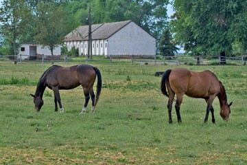 two horses are grazing in a field near a barn, and a couple are wearing