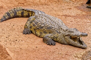 Large Nile crocodile (Crocodylus niloticus) resting in a sandy environment
