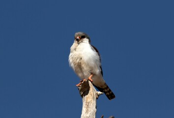 Close-up of a Pygmy Falcon perched on a branch under the blue sky in the Kalahari desert