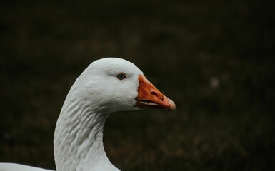 the head and beak of a duck is looking to the right
