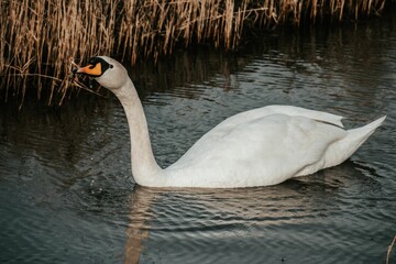 White swan sits atop a pond, gracefully drinking from the surface of the water