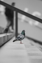 Grey pigeon stands atop a white concrete staircase with