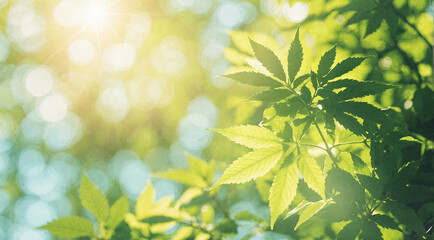A natural background with lush green cannabis, hemp leaves - concept for 420 day celebration - obrazy, fototapety, plakaty