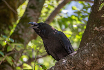 木にとまるカラス