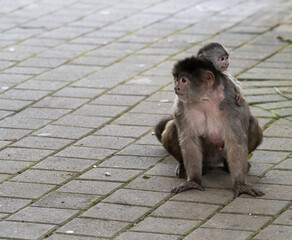 Une mère singe capucin porte son bébé sur son dos dans la rue de Puerto Misahualli, en Equateur.