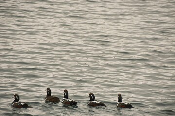 Group of ducks frolicking in the waters of a peaceful lake